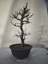 *Ca 2. Carpinus coreana 120 euros con envio gratis peninsula.