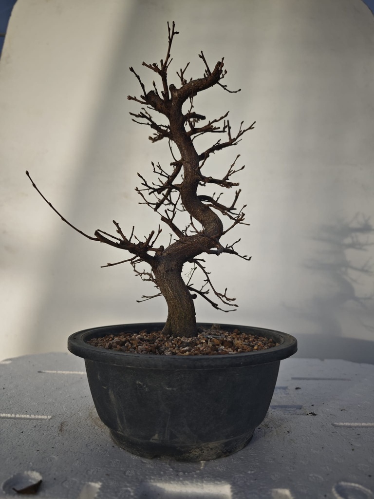 *Ca 3. Carpinus coreana 120 euros con envio gratis peninsula.