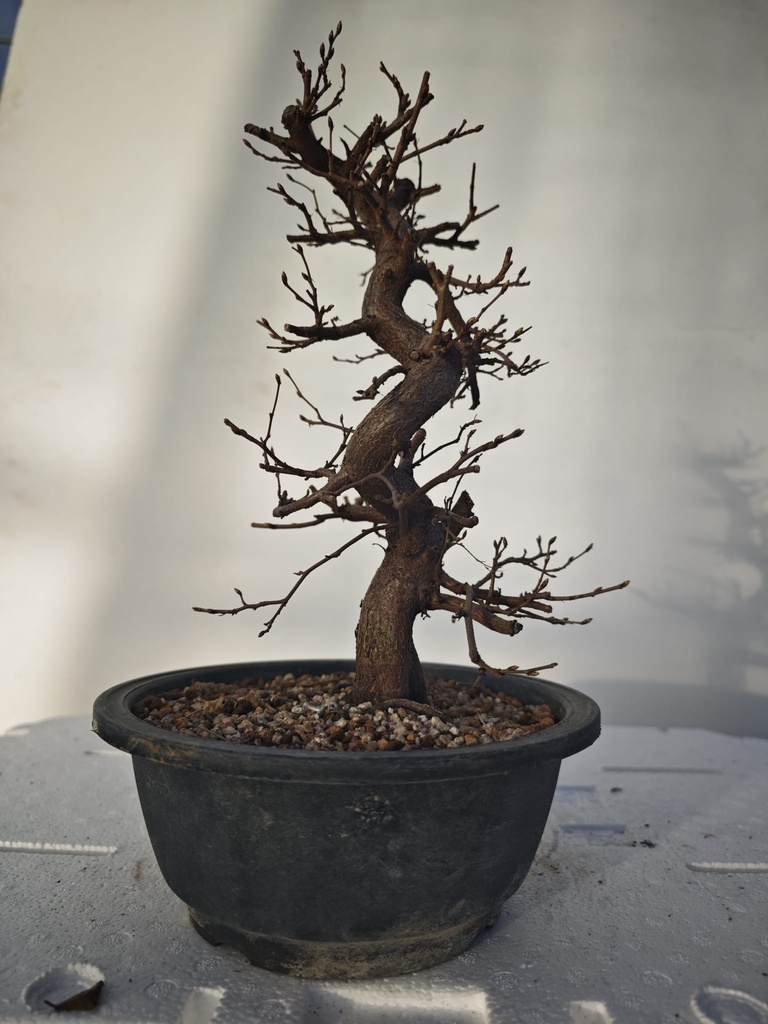 *Ca 3. Carpinus coreana 120 euros con envio gratis peninsula.