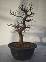 *Ca 4. Carpinus coreana 120 euros con envio gratis peninsula.