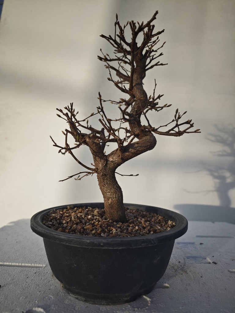 *Ca 4. Carpinus coreana 120 euros con envio gratis peninsula.