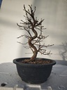 *Ca 5. Carpinus coreana 120 euros con envio gratis peninsula.