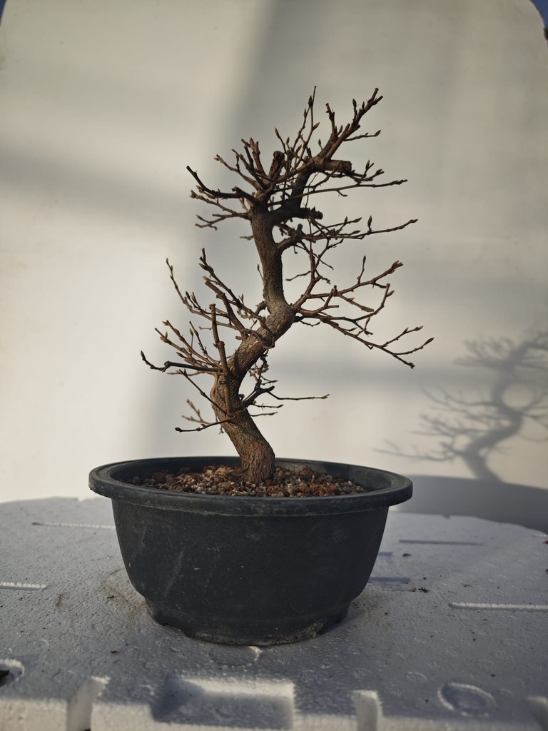 *Ca 5. Carpinus coreana 120 euros con envio gratis peninsula.