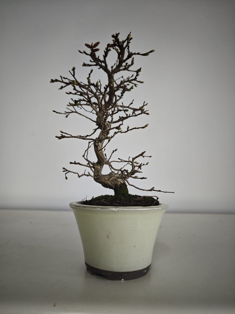 *Cr 2. Crataegus cuneata 180 euros con envio gratis peninsula.