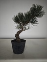 * Pe 1. Pinus pentaphylla 120 euros con envio gratis peninsula.