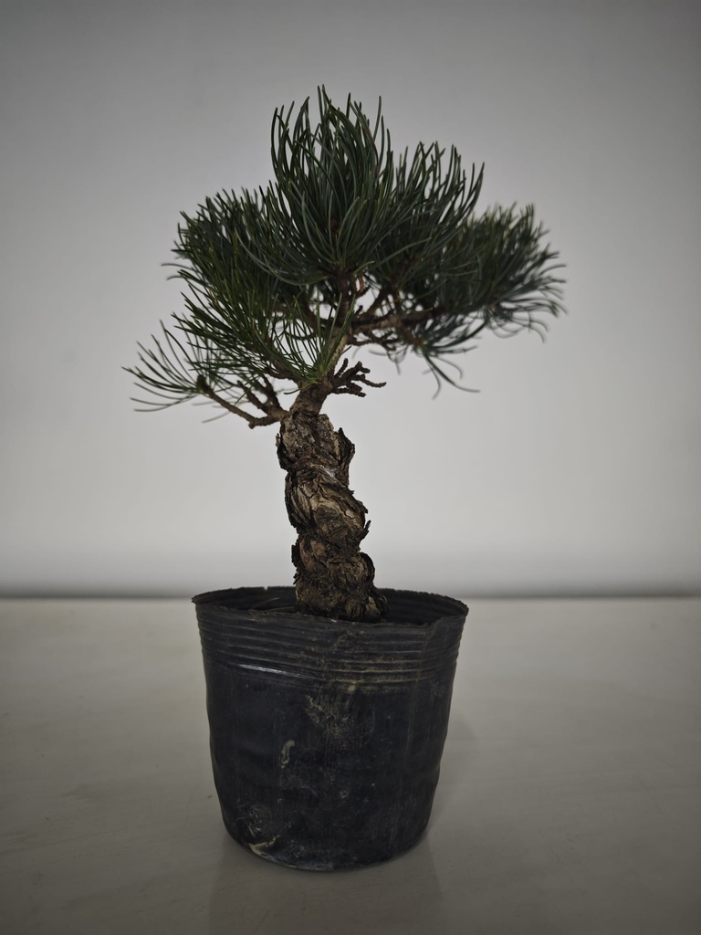 * Pe 1. Pinus pentaphylla 120 euros con envio gratis peninsula.