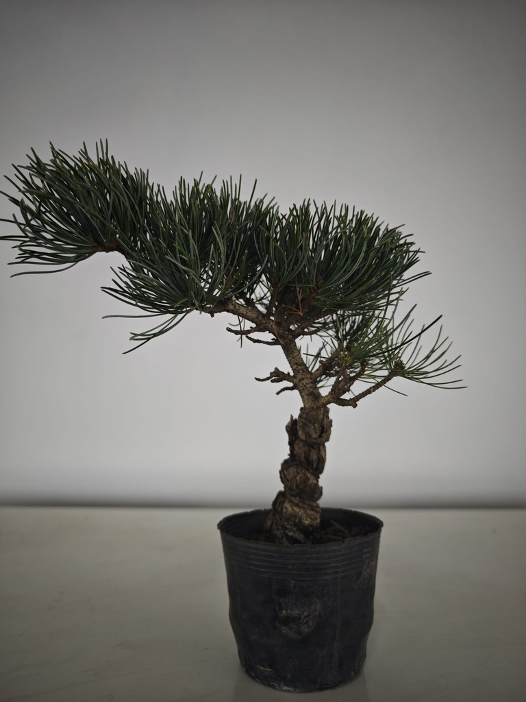 * Pe 1. Pinus pentaphylla 120 euros con envio gratis peninsula.