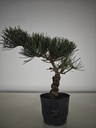 * Pe 1. Pinus pentaphylla 120 euros con envio gratis peninsula.