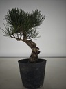* Pe 1. Pinus pentaphylla 120 euros con envio gratis peninsula.