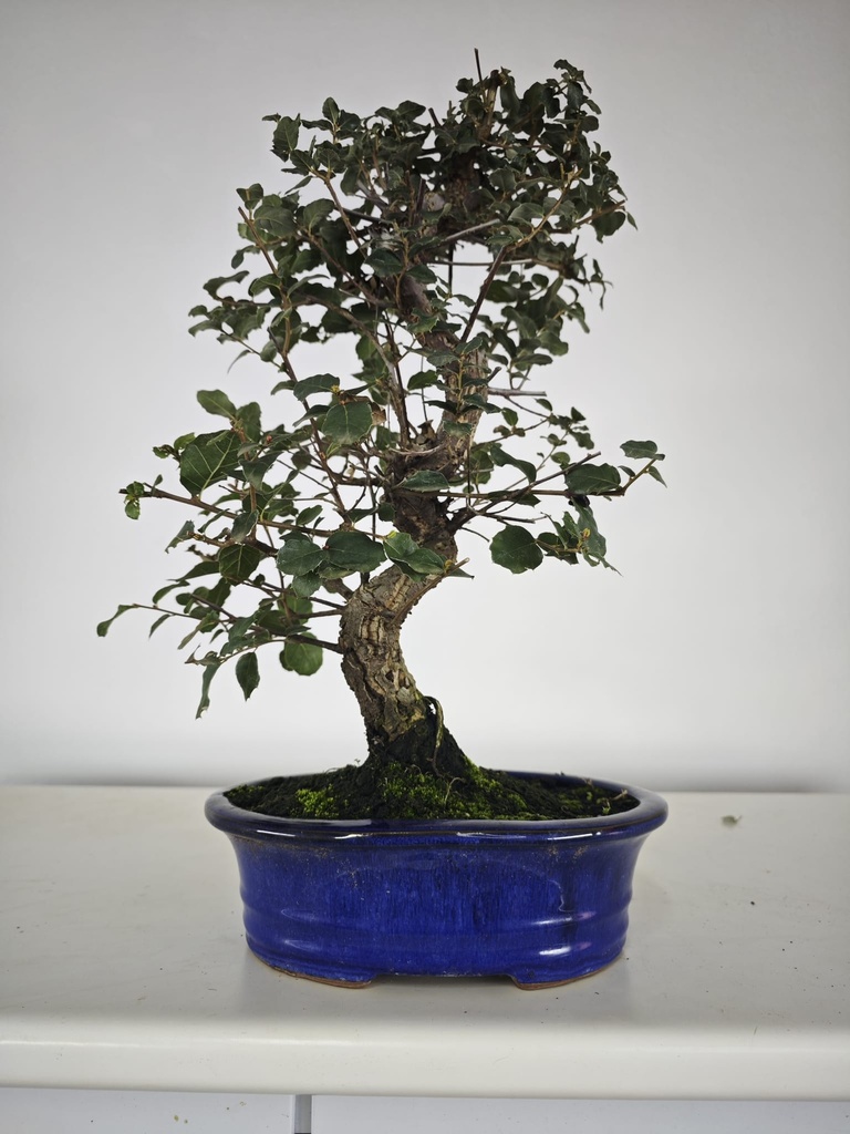 *Q 25. Quercur suber 80 euros con envio gratis peninsula.