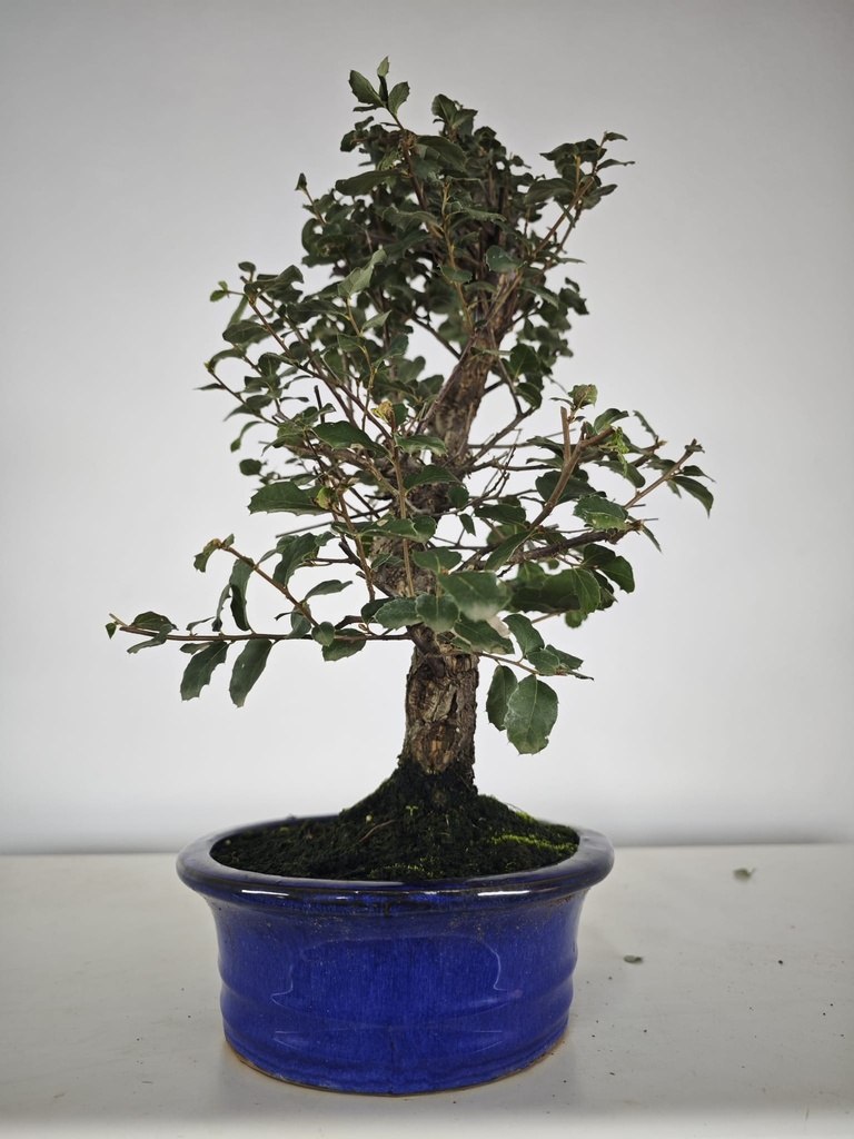 *Q 25. Quercur suber 80 euros con envio gratis peninsula.