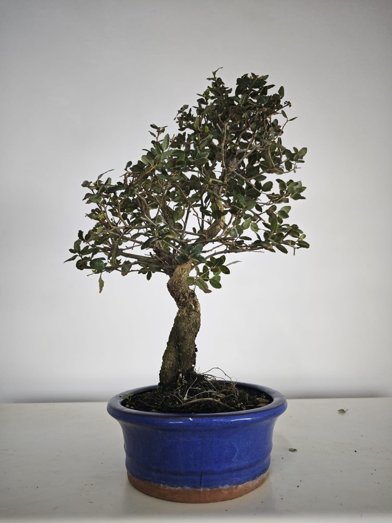 *Q 26. Quercur suber 80 euros con envio gratis peninsula.