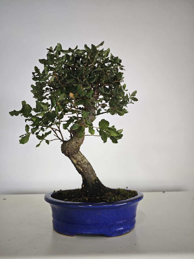 *Q 27. Quercur suber 80 euros con envio gratis peninsula.