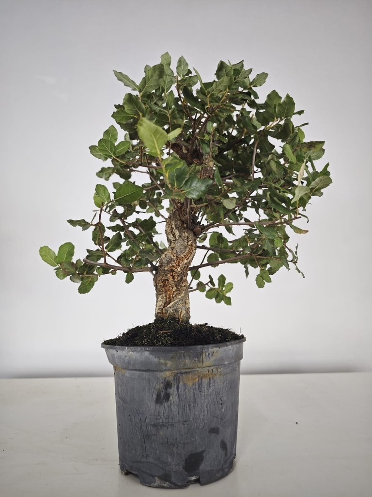 *Q 28. Quercur suber 80 euros con envio gratis peninsula.