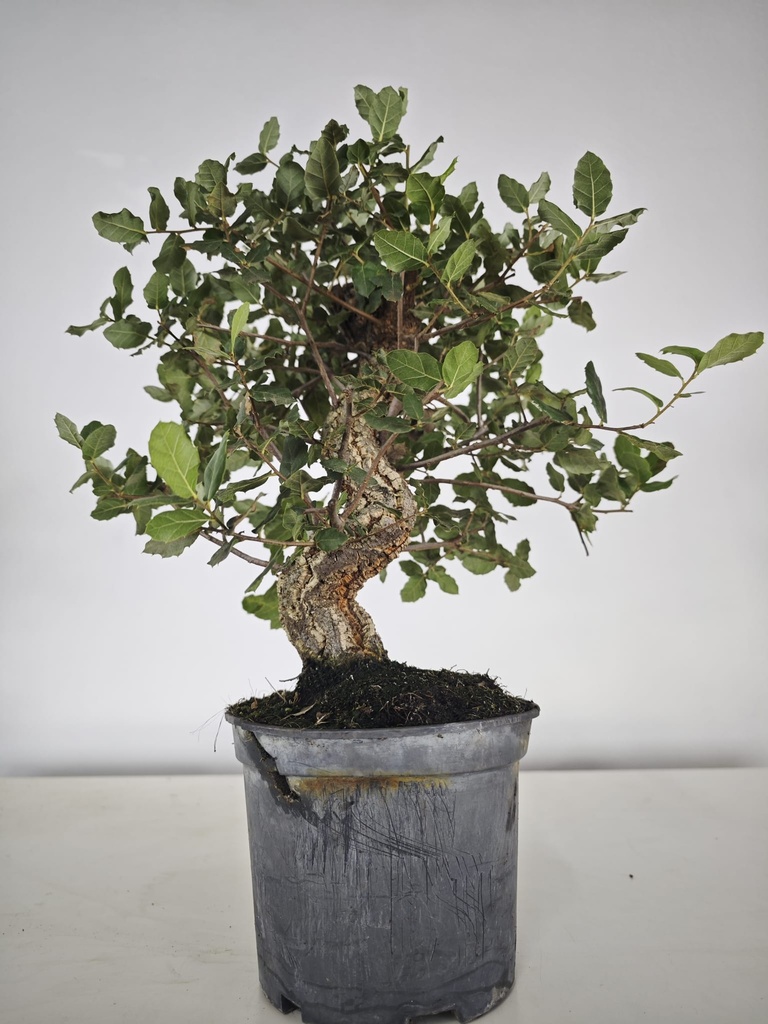 *Q 28. Quercur suber 80 euros con envio gratis peninsula.