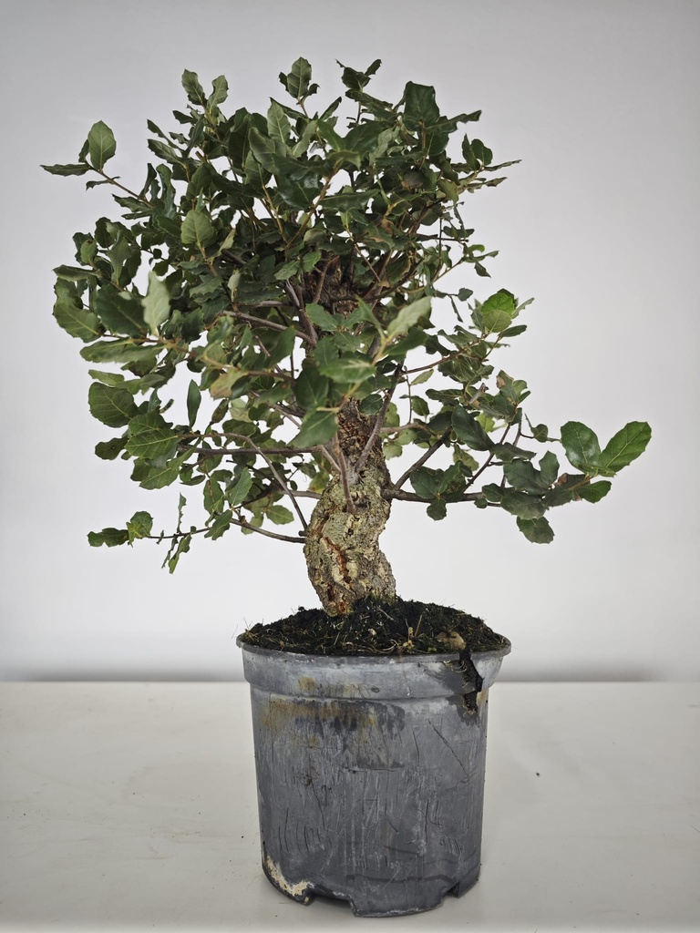 *Q 28. Quercur suber 80 euros con envio gratis peninsula.