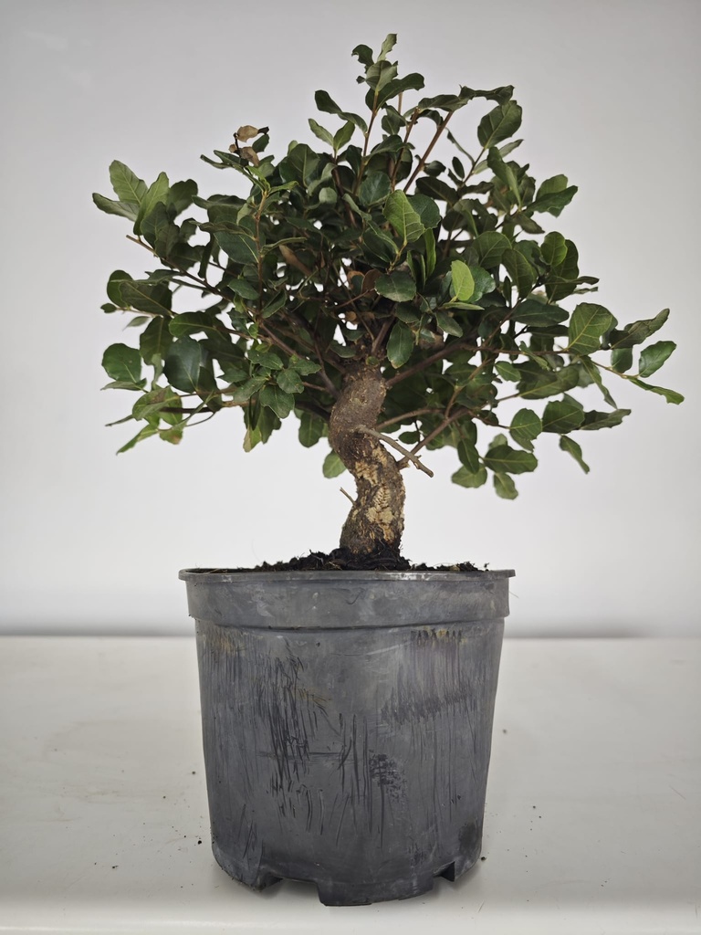 *Q 29. Quercur suber 80 euros con envio gratis peninsula.