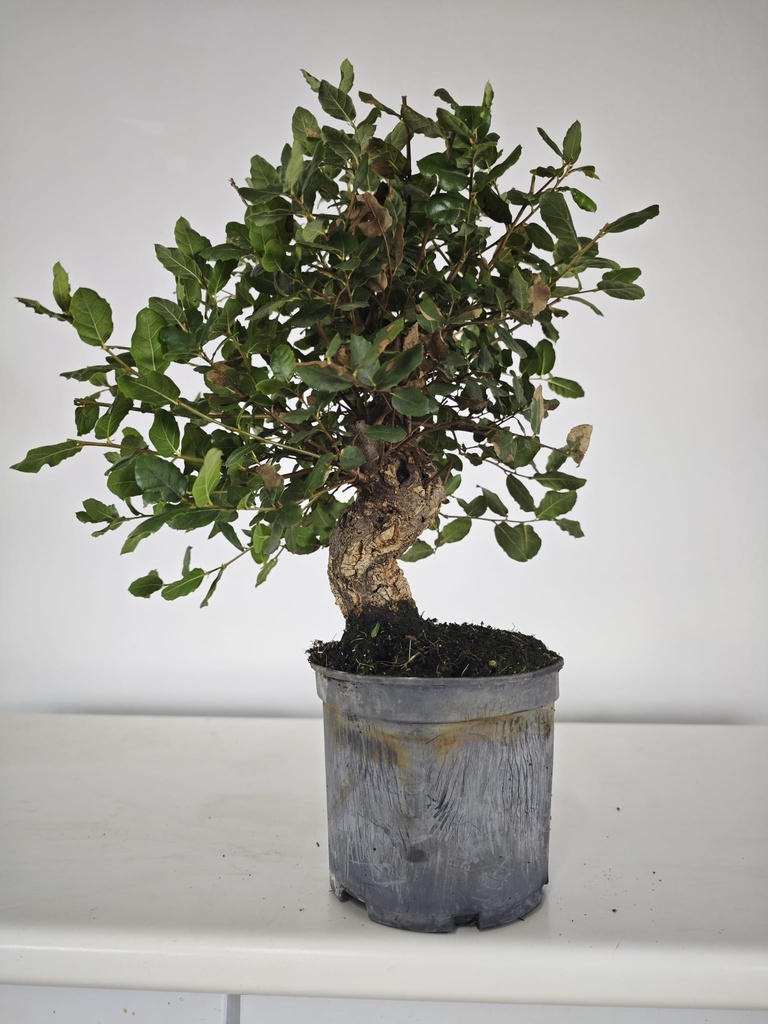 *Q 30. Quercur suber 80 euros con envio gratis peninsula.