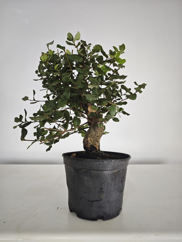 *Q 33. Quercur suber 90 euros con envio gratis peninsula.