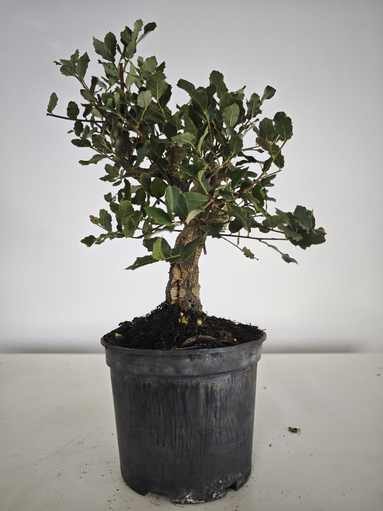 *Q 35. Quercur suber 90 euros con envio gratis peninsula.