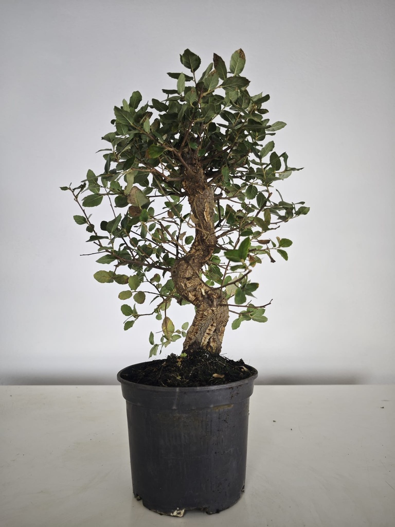 *Q 37. Quercur suber 90 euros con envio gratis peninsula.