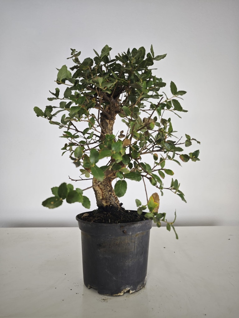 *Q 38. Quercur suber 90 euros con envio gratis peninsula.