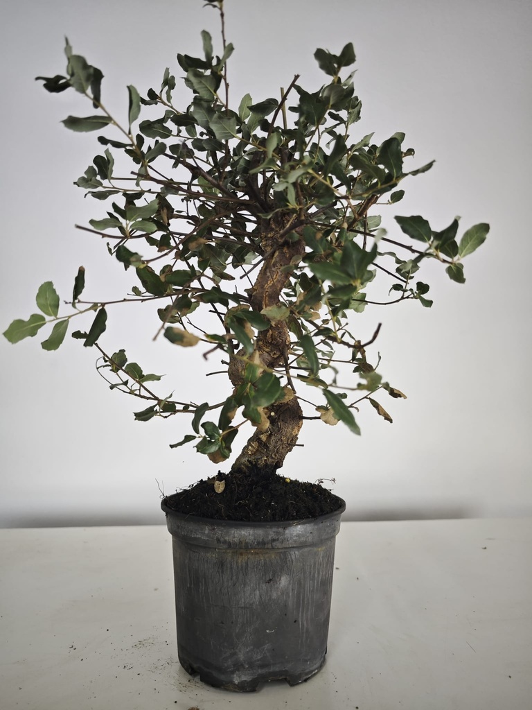 *Q 39. Quercur suber 90 euros con envio gratis peninsula.