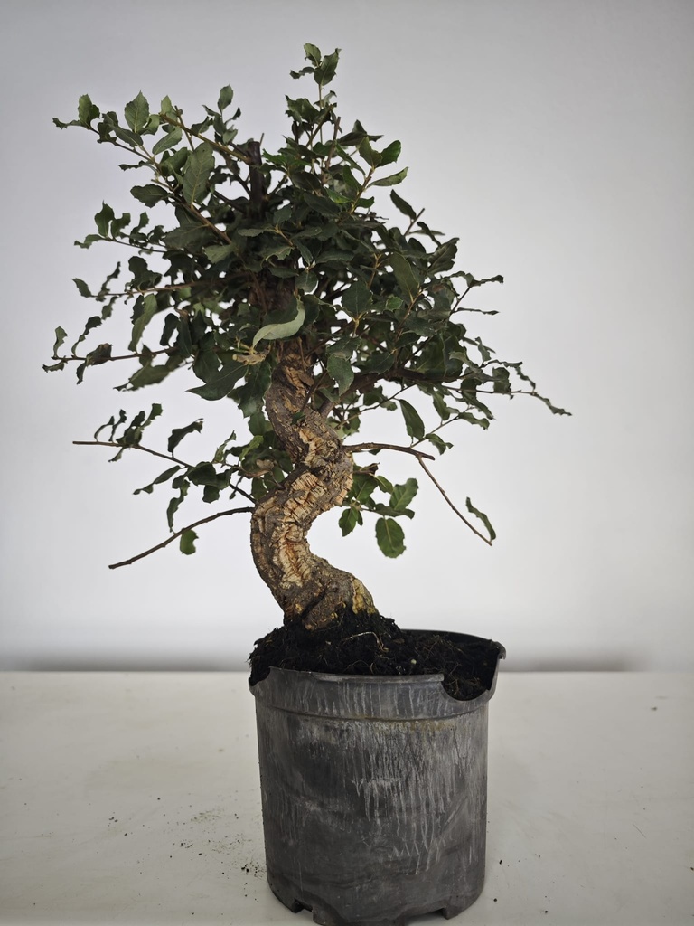 *Q 40. Quercur suber 90 euros con envio gratis peninsula.