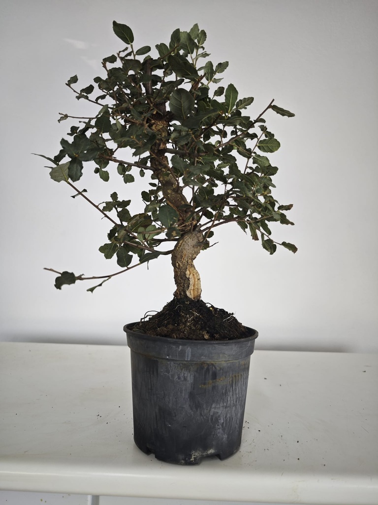 *Q 41. Quercur suber 90 euros con envio gratis peninsula.