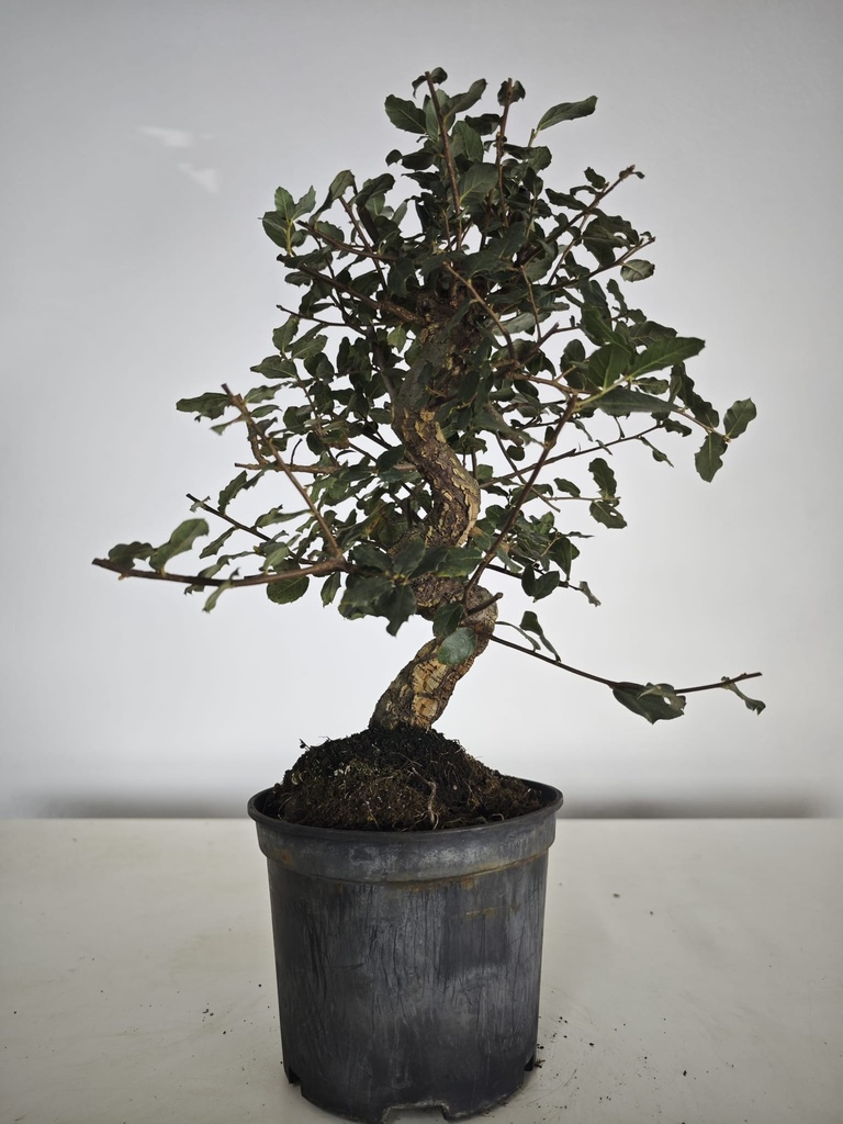 *Q 41. Quercur suber 90 euros con envio gratis peninsula.