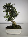 O 11.  Olea Sylvestris 45 euros con envio gratis peninsula.