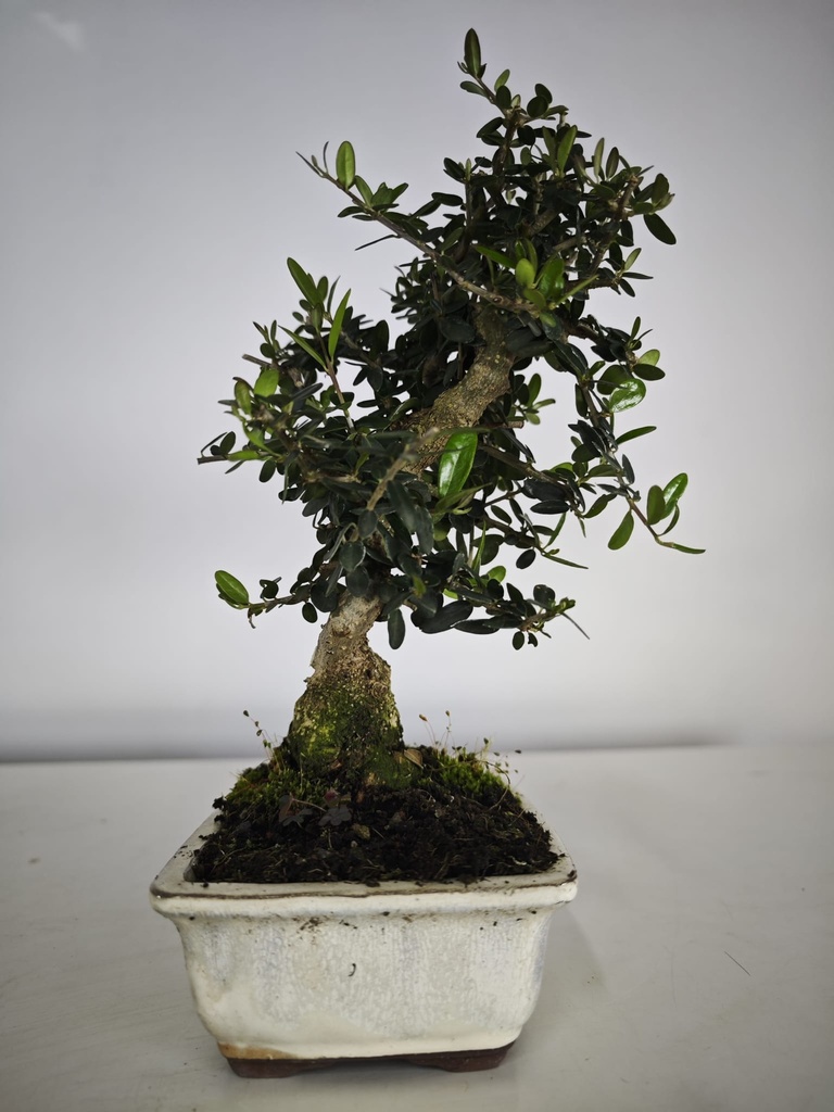 O 11.  Olea Sylvestris 45 euros con envio gratis peninsula.