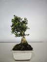 O 11.  Olea Sylvestris 45 euros con envio gratis peninsula.