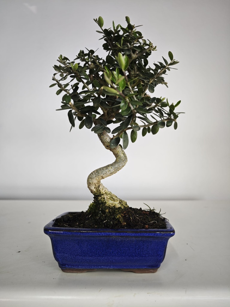 *O 12. Olea Sylvestris 45 euros con envio gratis peninsula.
