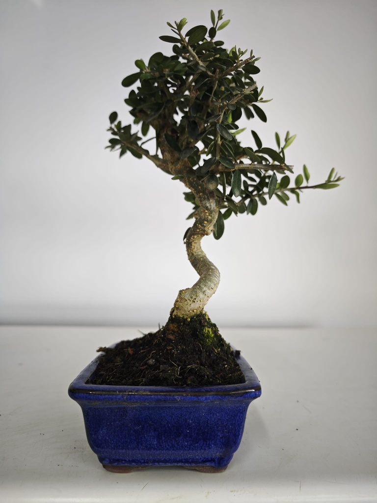 *O 12. Olea Sylvestris 45 euros con envio gratis peninsula.