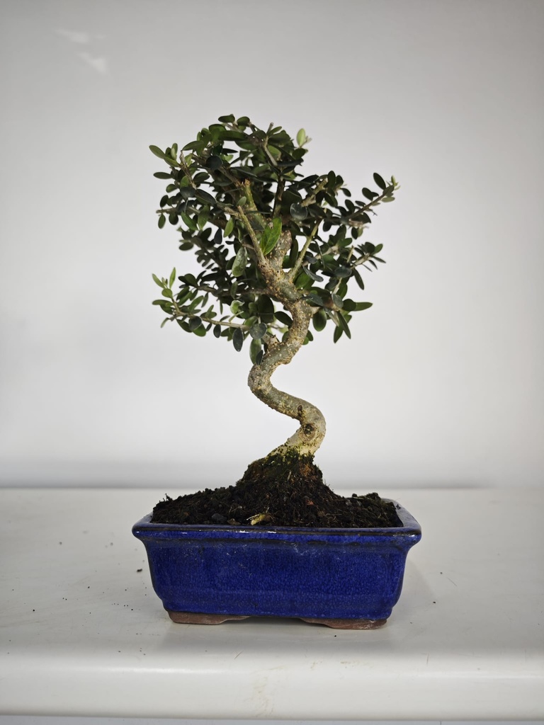 *O 12. Olea Sylvestris 45 euros con envio gratis peninsula.