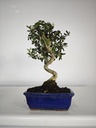 *O 12. Olea Sylvestris 45 euros con envio gratis peninsula.