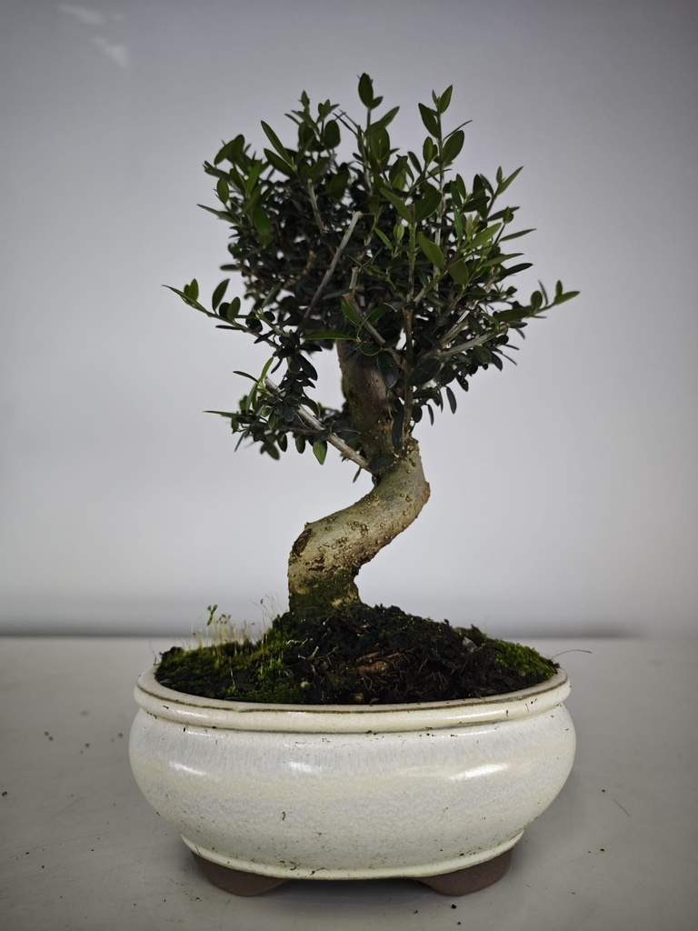*O 13. Olea Sylvestris 45 euros con envio gratis peninsula.