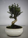 *O 13. Olea Sylvestris 45 euros con envio gratis peninsula.