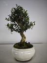 *O 13. Olea Sylvestris 45 euros con envio gratis peninsula.