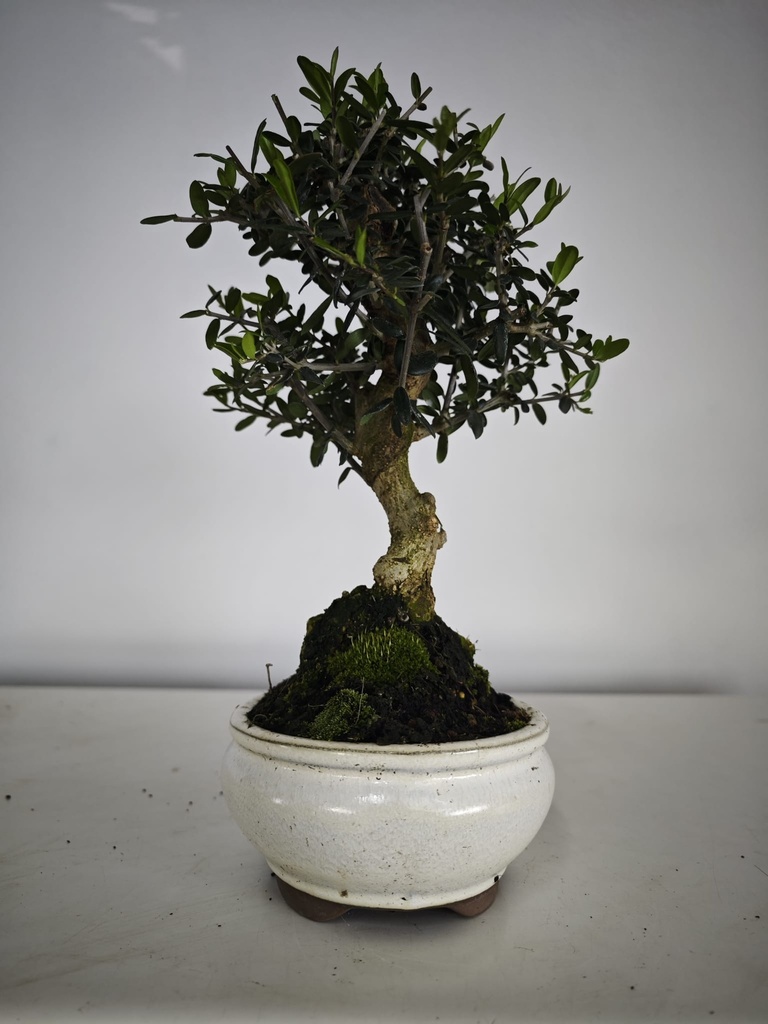 *O 14. Olea Sylvestris 66 euros con envio gratis peninsula.