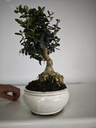 *O 15. Olea Sylvestris 66 euros con envio gratis peninsula.