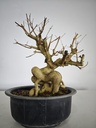 *E 1. Euonymus sp. 250 euros con envio gratis peninsula.