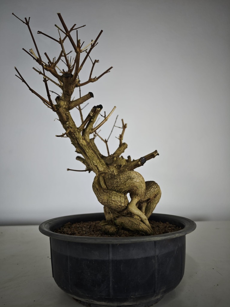 *E 1. Euonymus sp. 250 euros con envio gratis peninsula.