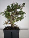 *I 2. Juniperus chinensis itoigawa 440 euros con envio gratis peninsula.