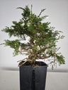 *I 2. Juniperus chinensis itoigawa 440 euros con envio gratis peninsula.