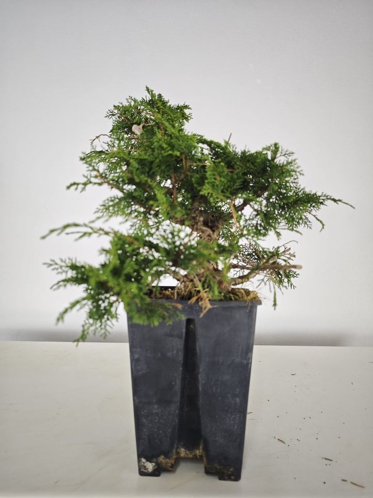 *I 3. Juniperus chinensis itoigawa 440 euros con envio gratis peninsula.