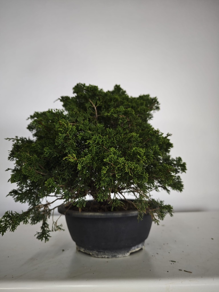 *I 3. Juniperus chinensis itoigawa 295 euros con envio gratis peninsula.