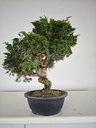 *I 4. Juniperus chinensis itoigawa 295 euros con envio gratis peninsula.