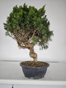 *K 1. Juniperus chinensis kyushu 230 euros con envio gratis peninsula.